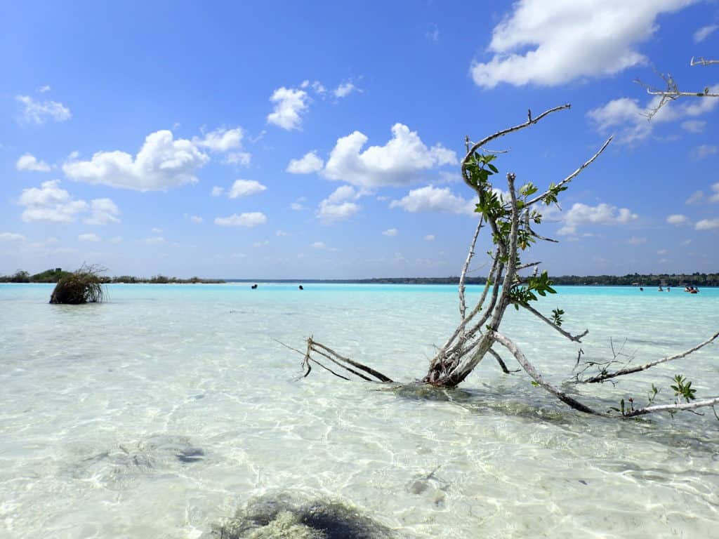 bright blue sky, clear water, tree