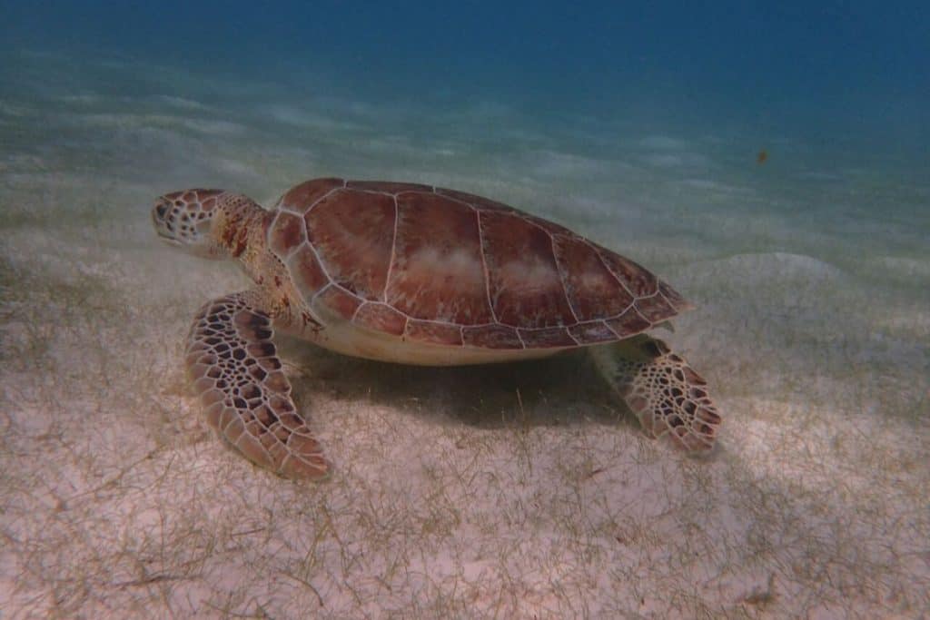 turtle on sea bed