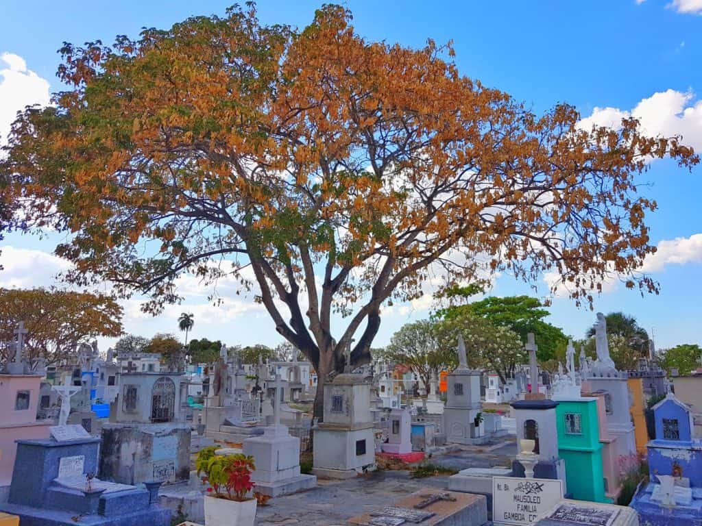 large colourful tree towering over colourful tombs