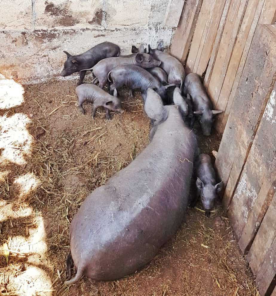 yucatecan piglets