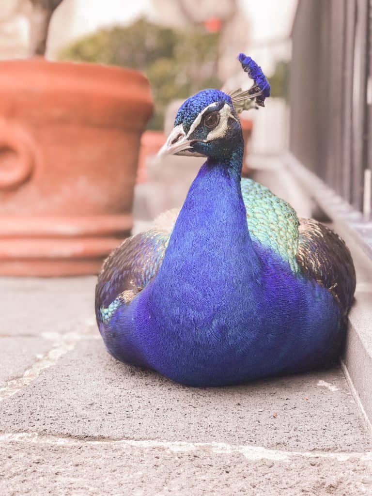 male peacock, sitting down staring at camera