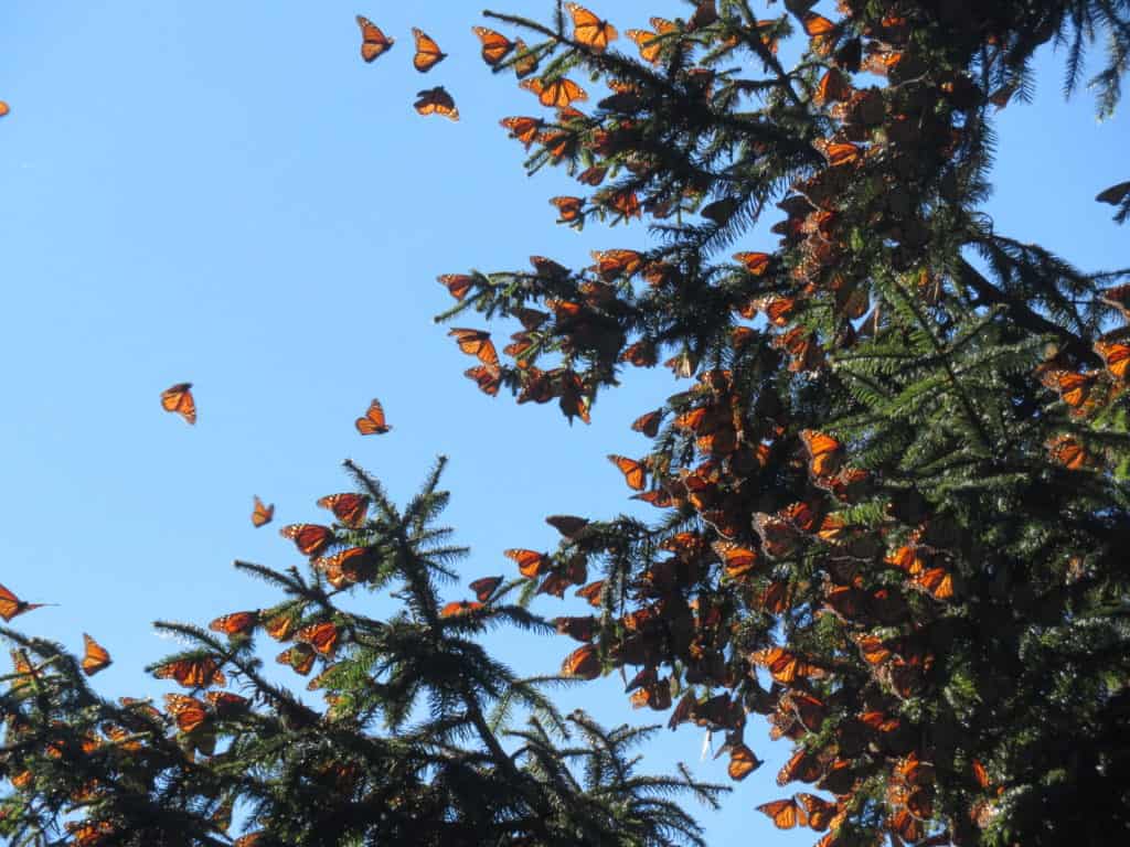 tree full of monarch butterflies in Mexico