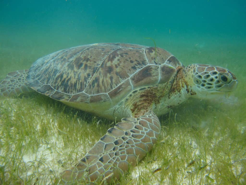turtle on seabed