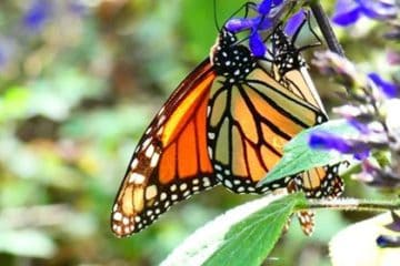 #mexicocassie how to see the monarch butterflies in Mexico
