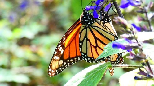 #mexicocassie how to see the monarch butterflies in Mexico