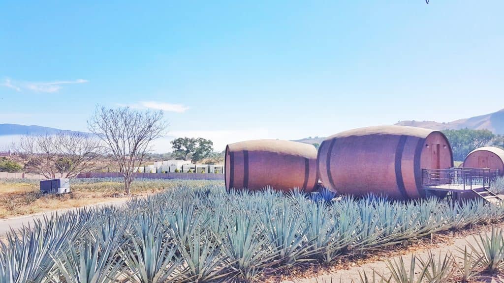 #mexicocassie #tequila Tequila tours and more