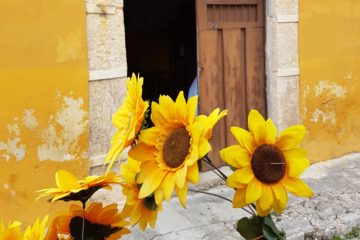 izamal sunflowers on yellow