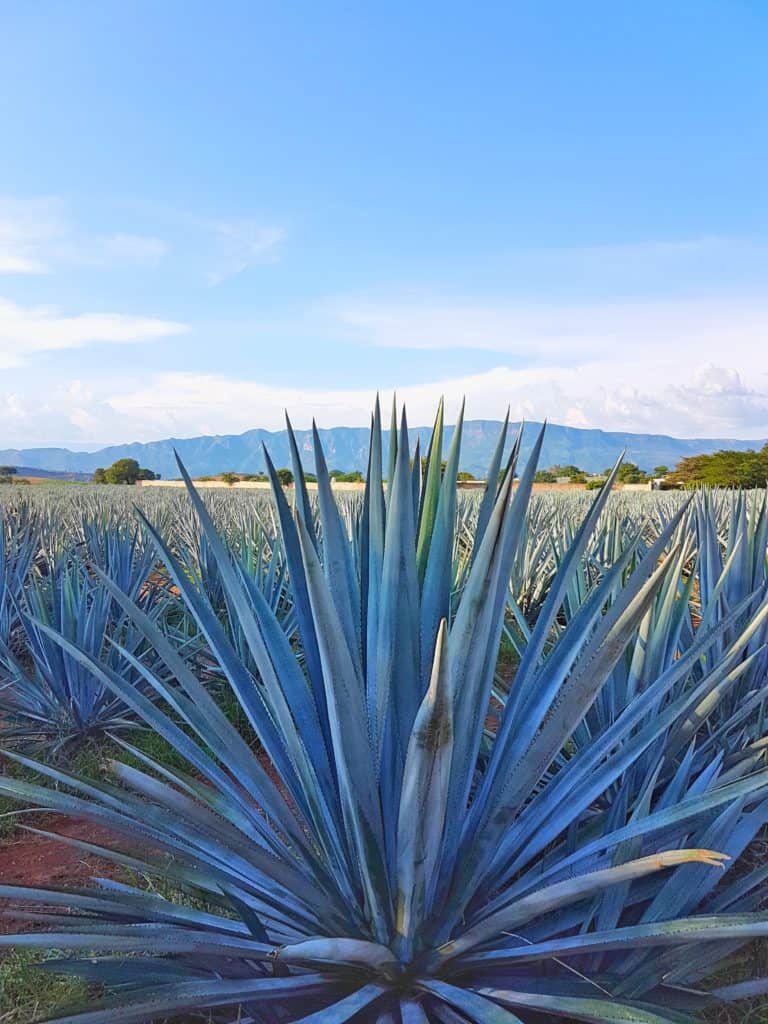 agave in foreground, mountains in back. scene is v blue green