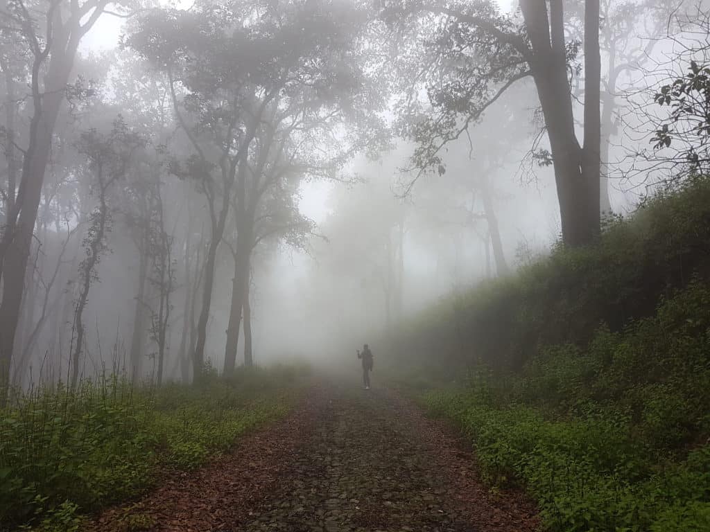 man walking in distance in mist, surrounded by trees