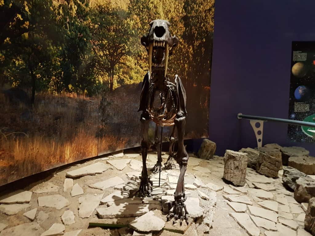 dinosaur skeleton in museum