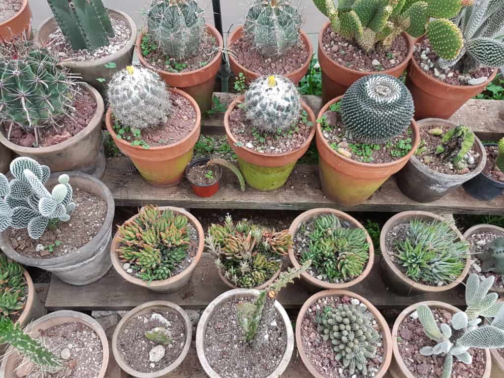 different types of cacti in pots
