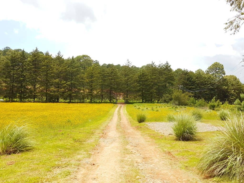 path through field of yellow arnica flowers. Pines in background