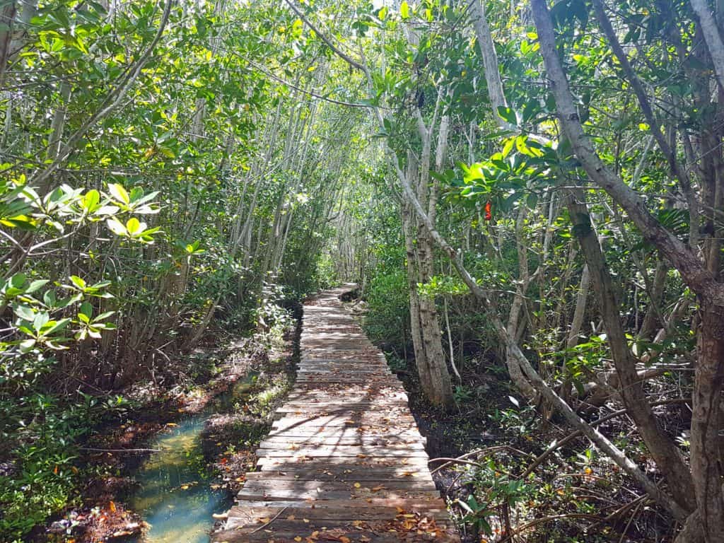 boardwalk through mangrove
