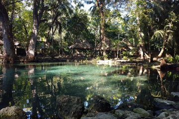 view of green waters surrounded by trees