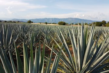 agave field, mountains in background