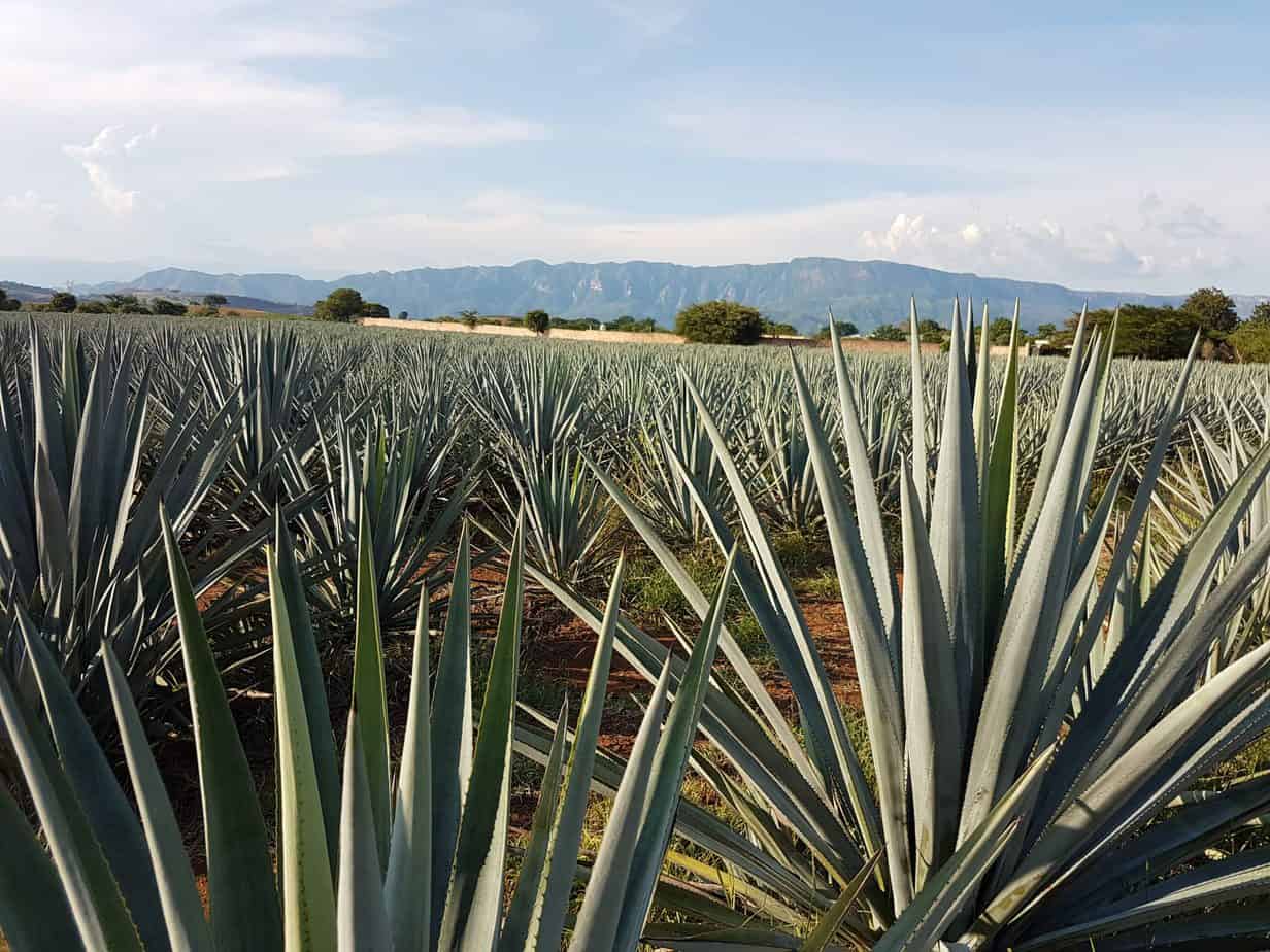 agave field, mountains in background