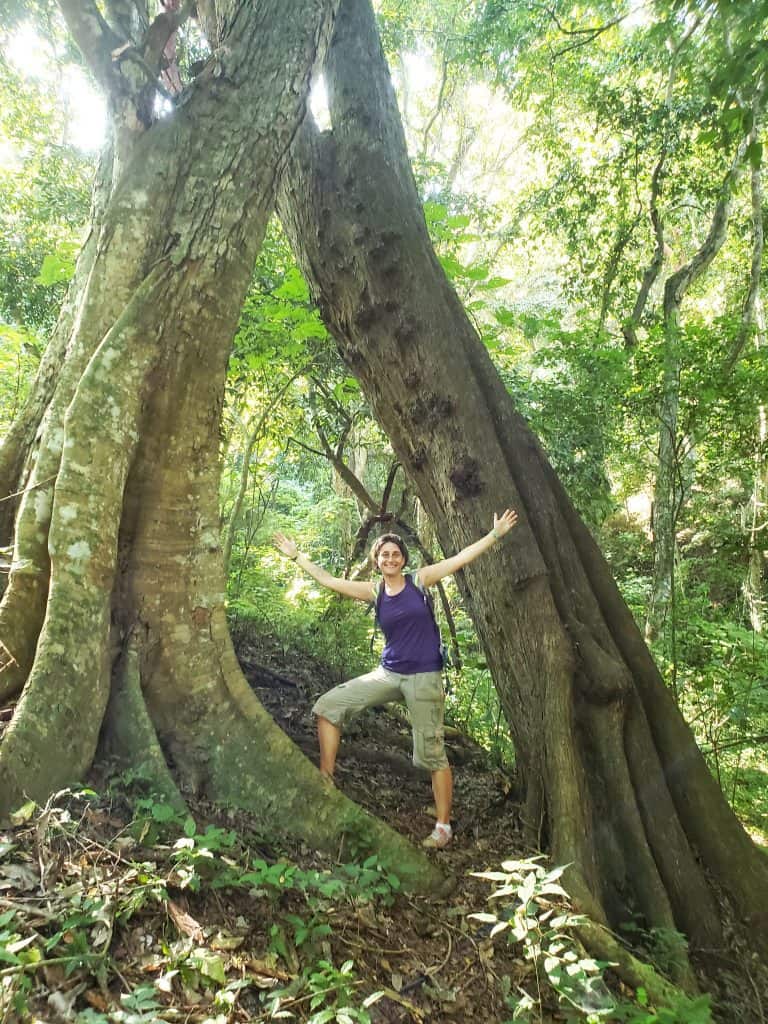 Woman in green shorts and blue tshirt with arms outstretched between two huge sections of one tree