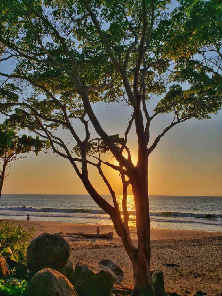 sunset on a beach viewed through a tree