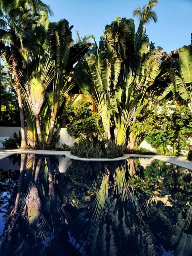Pool with palms and reflection of palms