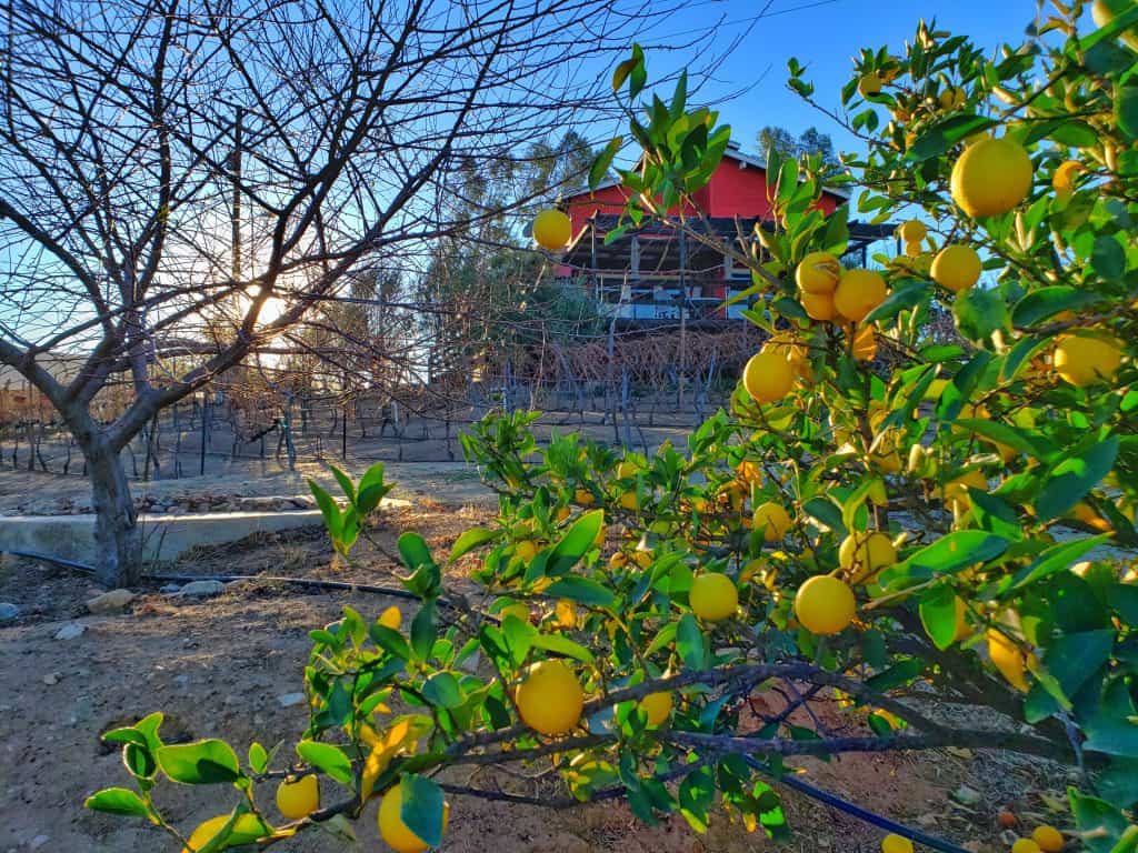 view of a red house through branches of an orange tree