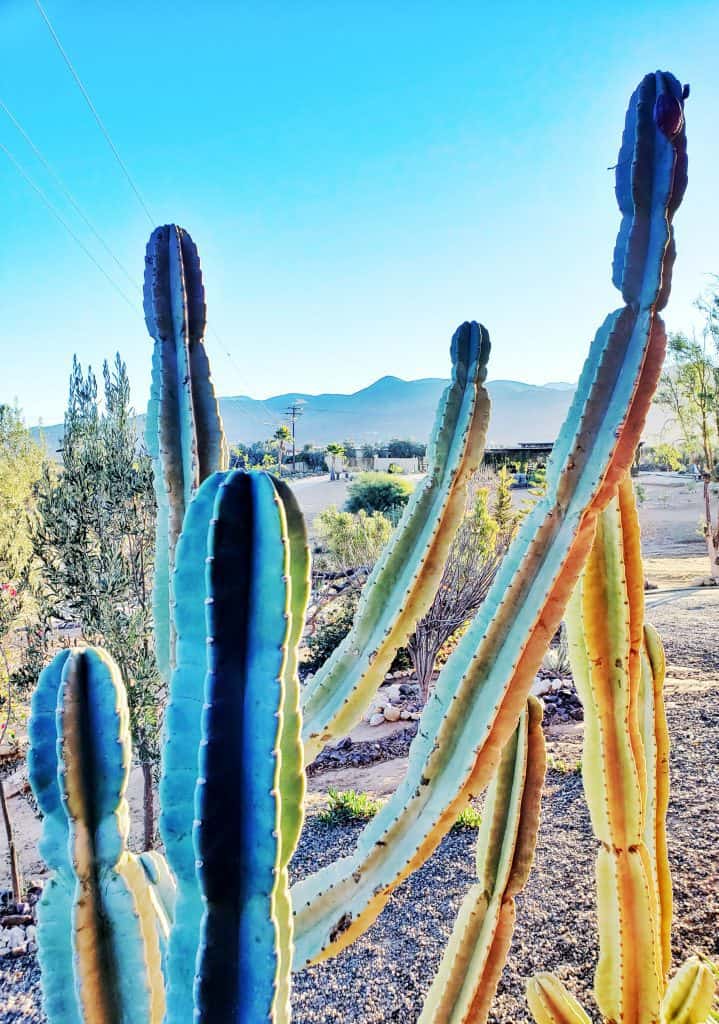 cactus in foreground, cerros in background