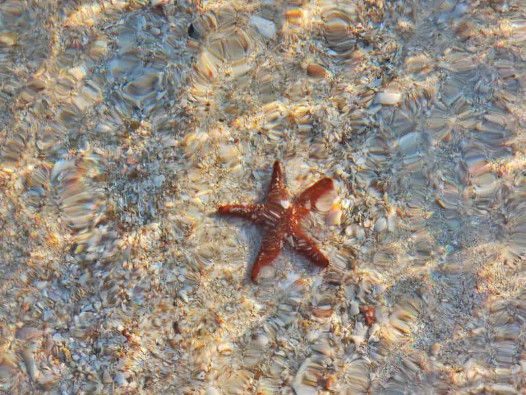 starfish in sea viewed from above