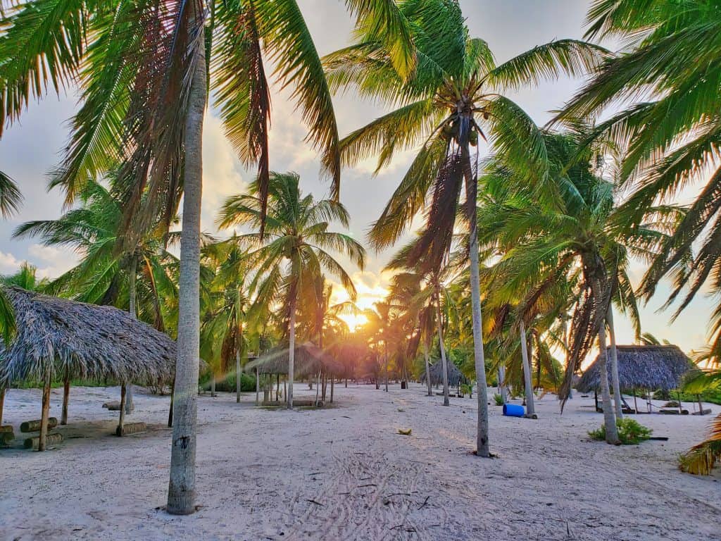 sunset through palm trees on sandy beach
