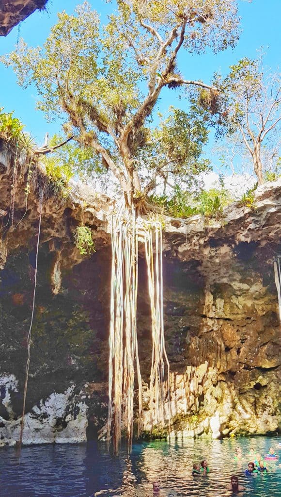 open cenote, focusing on tree and massive roots hanging down into  cenote