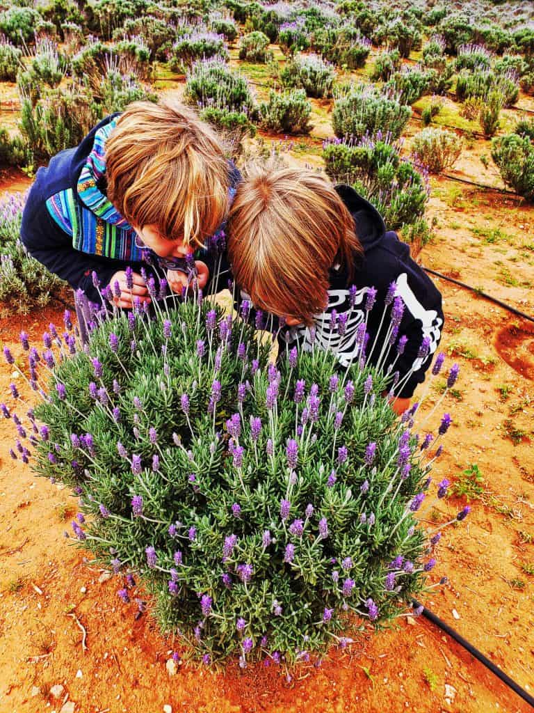 two blonde children standing over lavender bush, tops of heads to camera