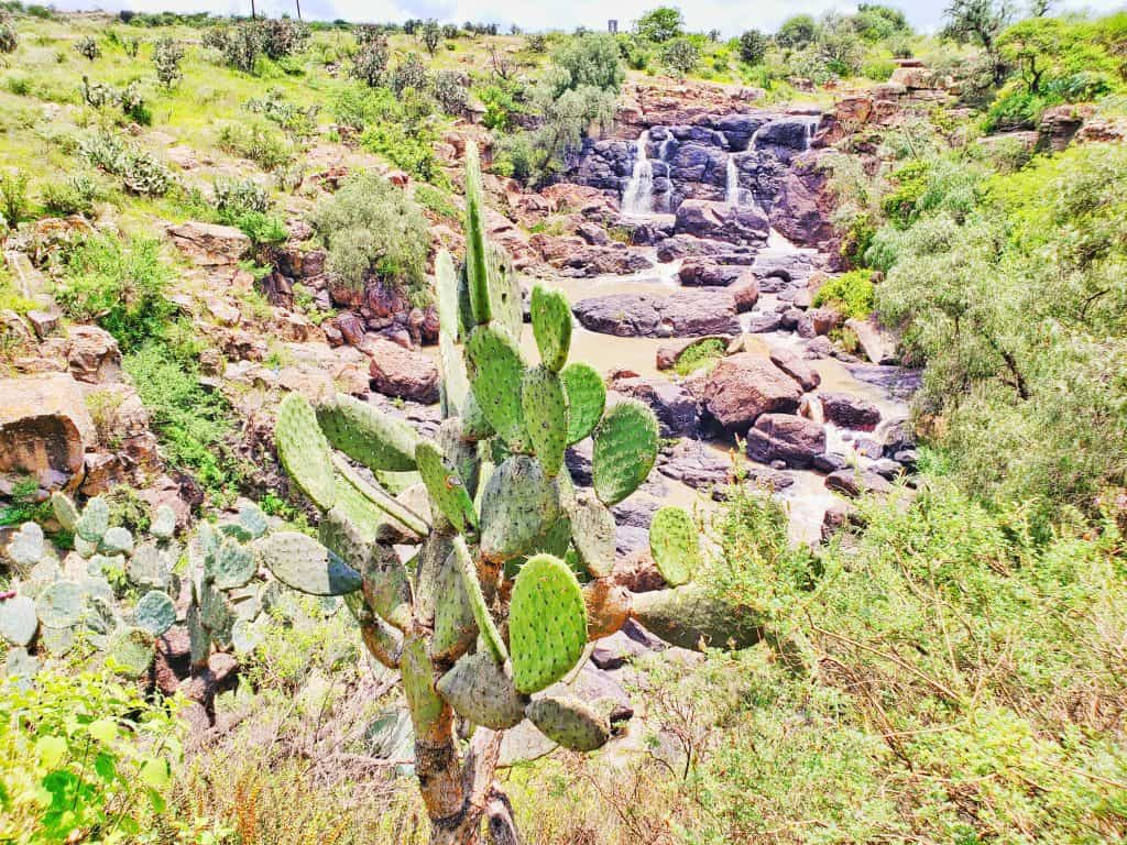 cactus in foreground, small waterfall and rocks behind