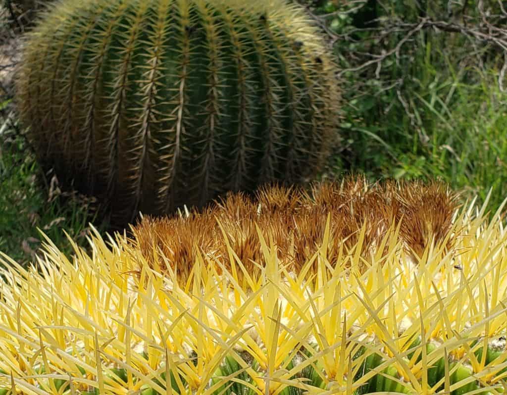 close up of cactus. green body, sharp yellow spikes in rows 

day trips from San Miguel de Allende