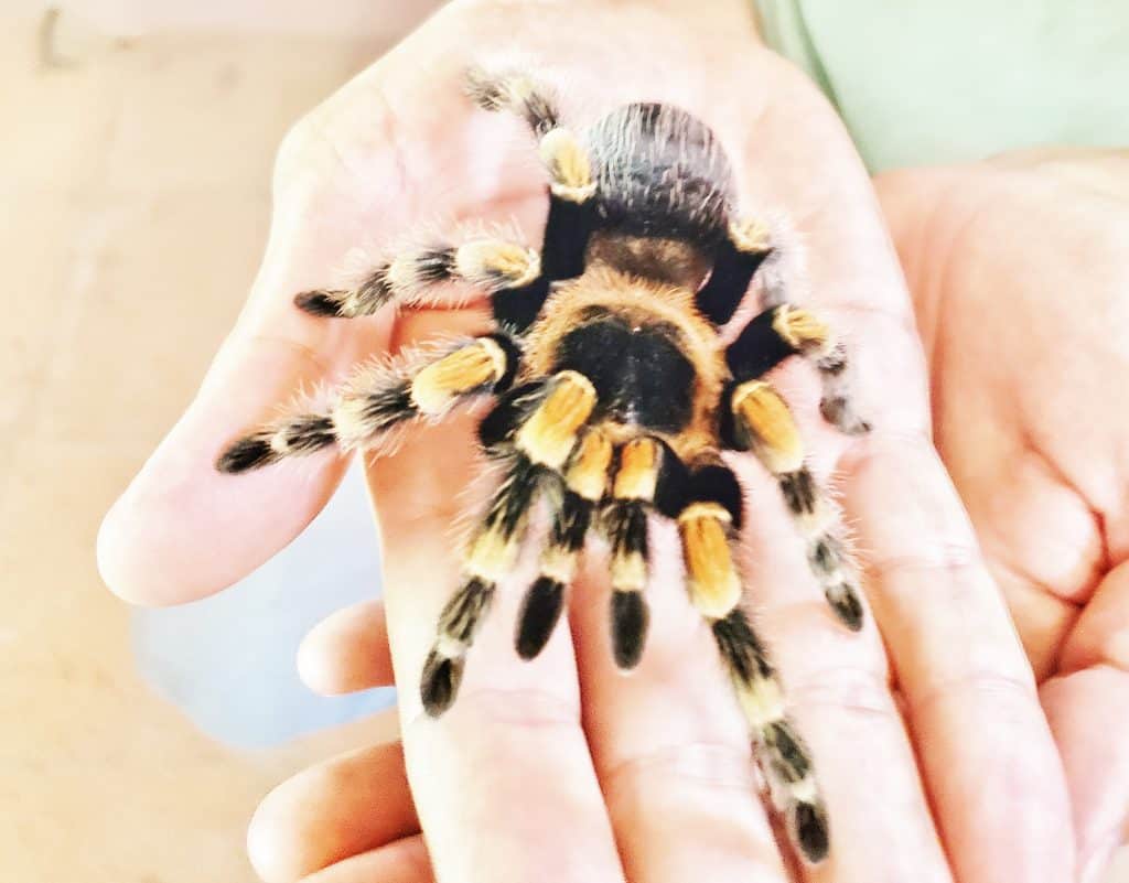 adult hand holding a tarantula