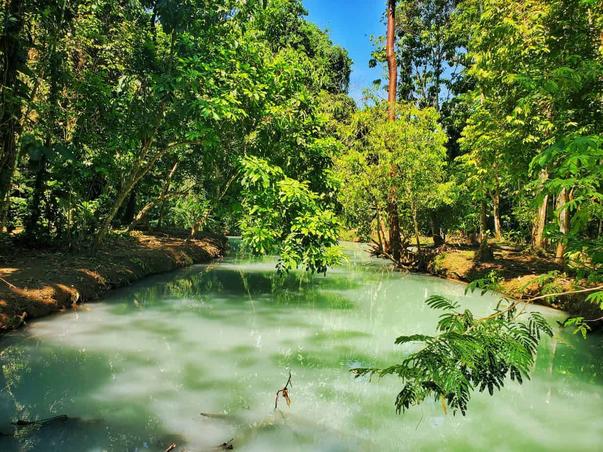 milky green river, jungle on either side