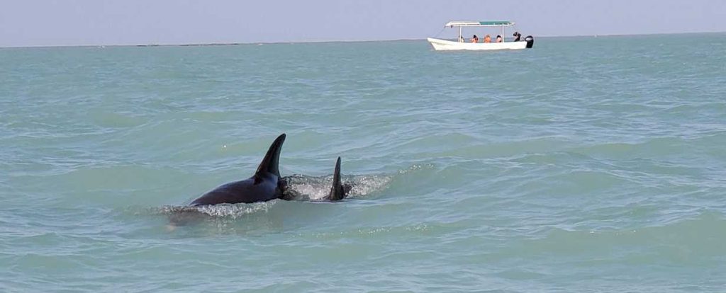 two dolphins in ocean - fins sticking out of water. white boat on horizon