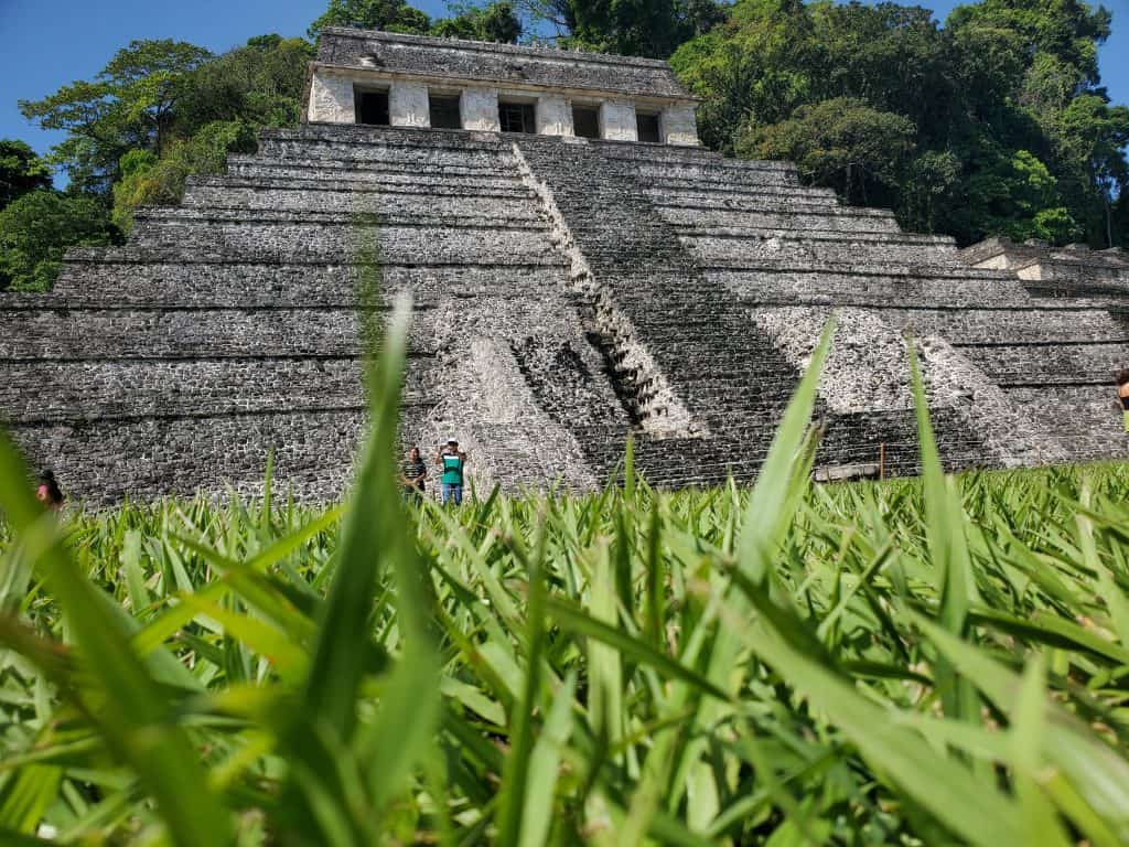 Palenque stepped pyramid taken from within the grass