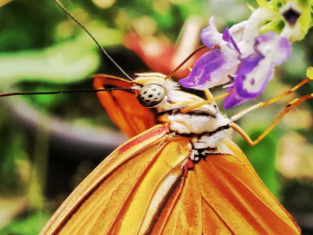 close up of butterfly with orange wings on a purple flowe