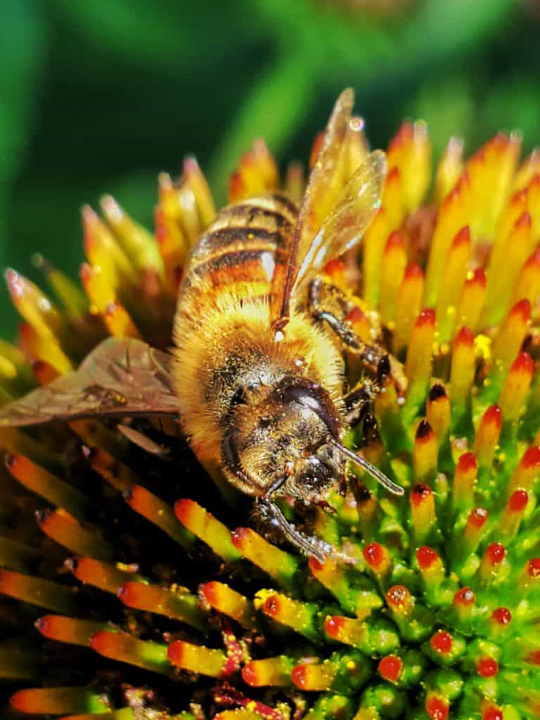 close up of a bee on a plant