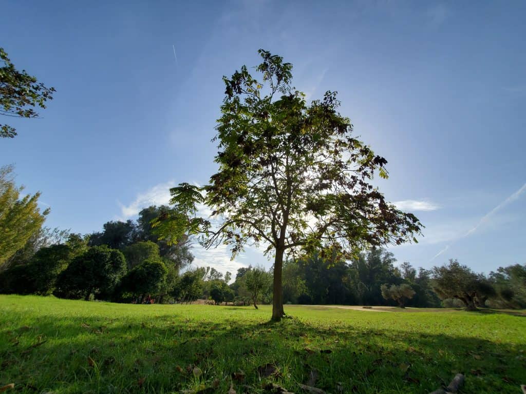single tree in foreground, grass all around, trees in background. blue sky