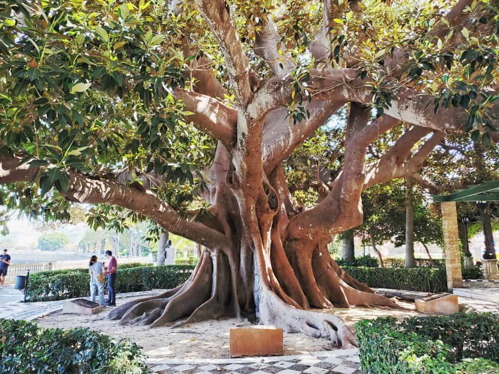 enormous rubber tree
