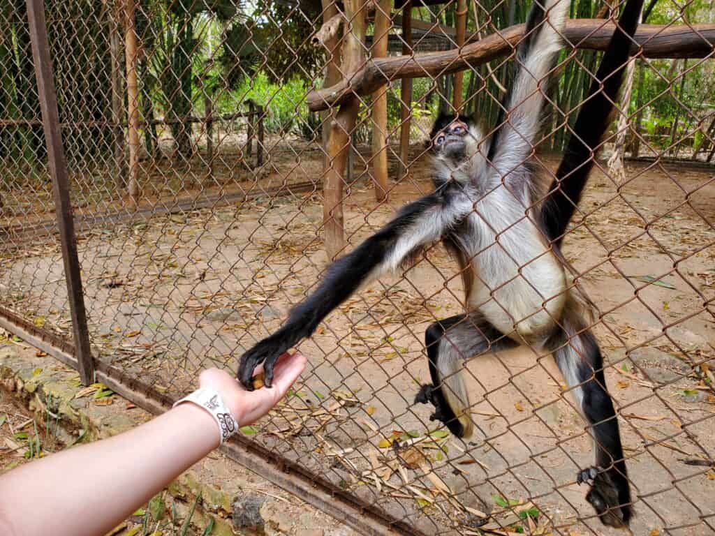 spider monkey taking food from outstretched hand.