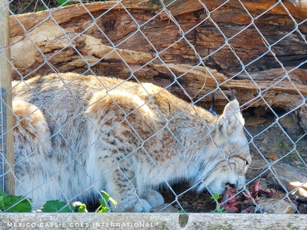 lynx eating meat behind a wire fence