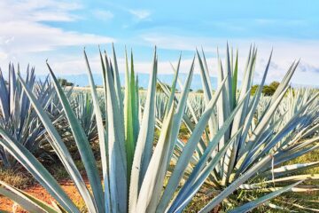 view of mountains through agave plants