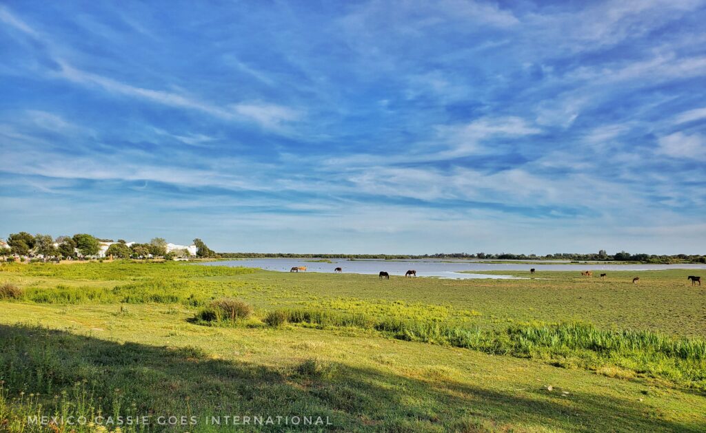 green wetland, blue sky, horses grazing in distance