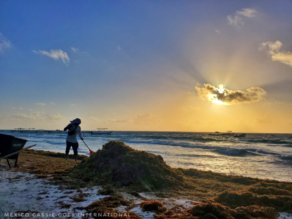 dawn on the beach. Worker shovelling sargassum