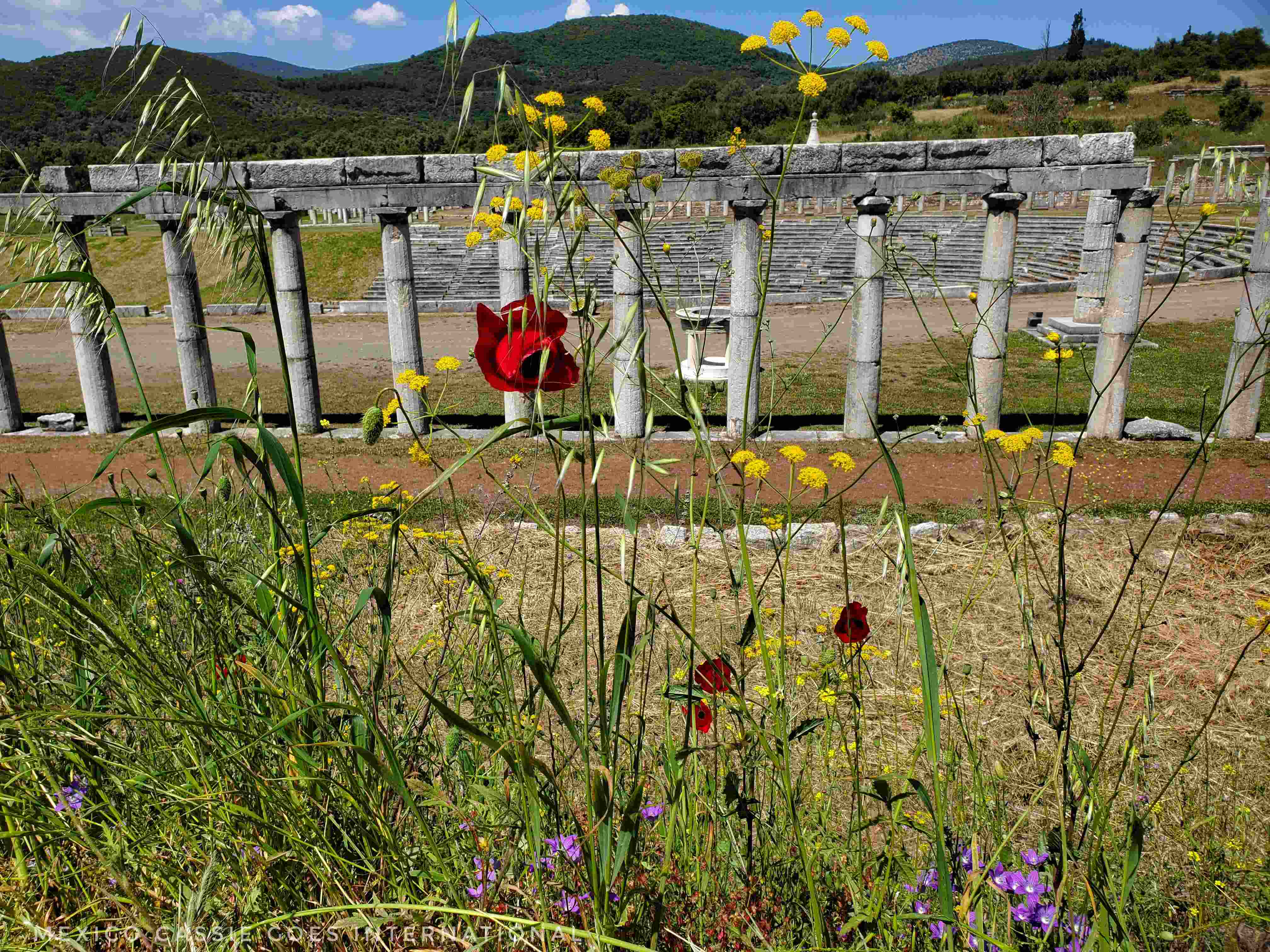 view of ancient Messini through poppies and wildflowers