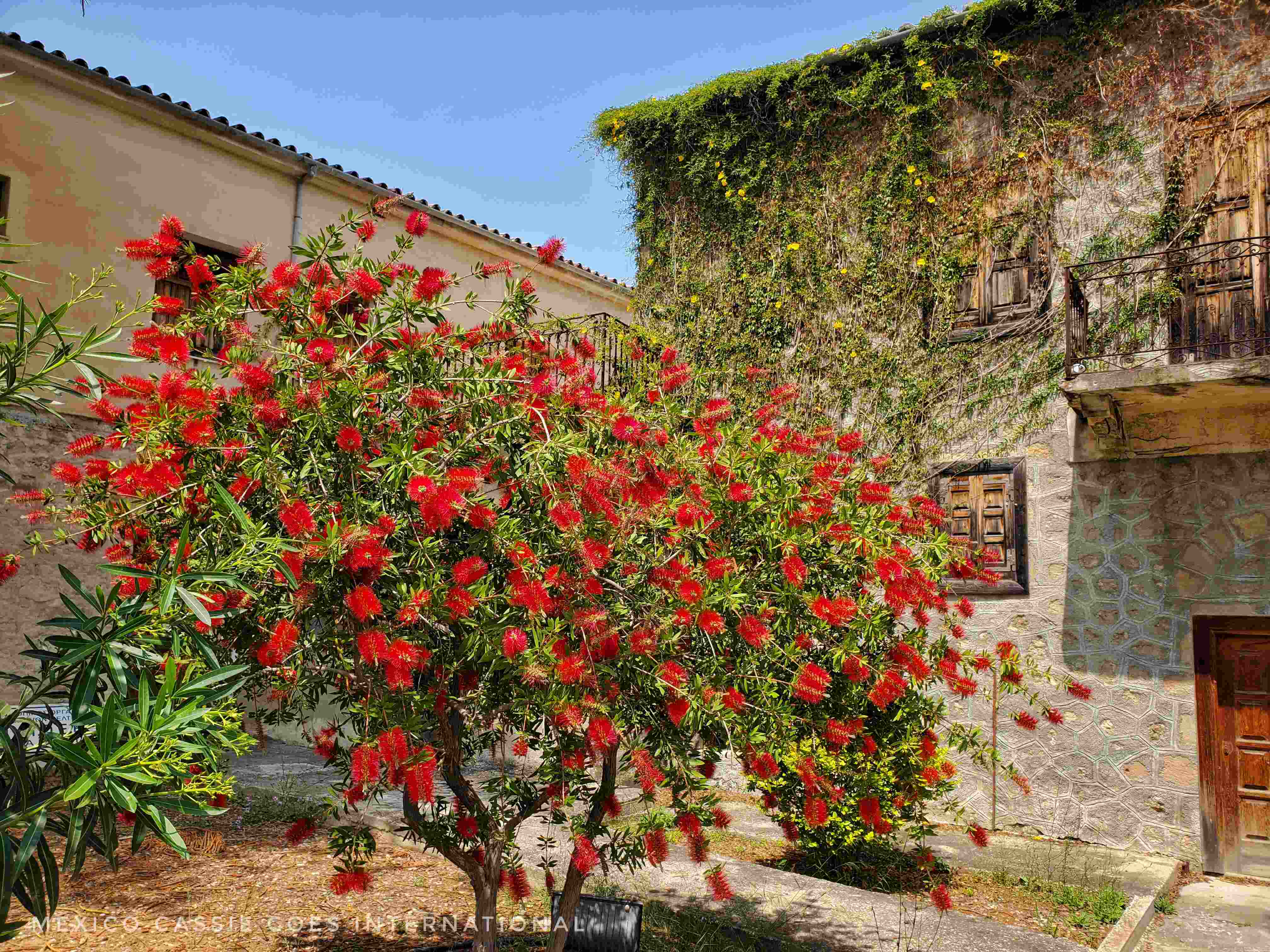 mid-sized tree covered in red flowers in front of 2 storey house