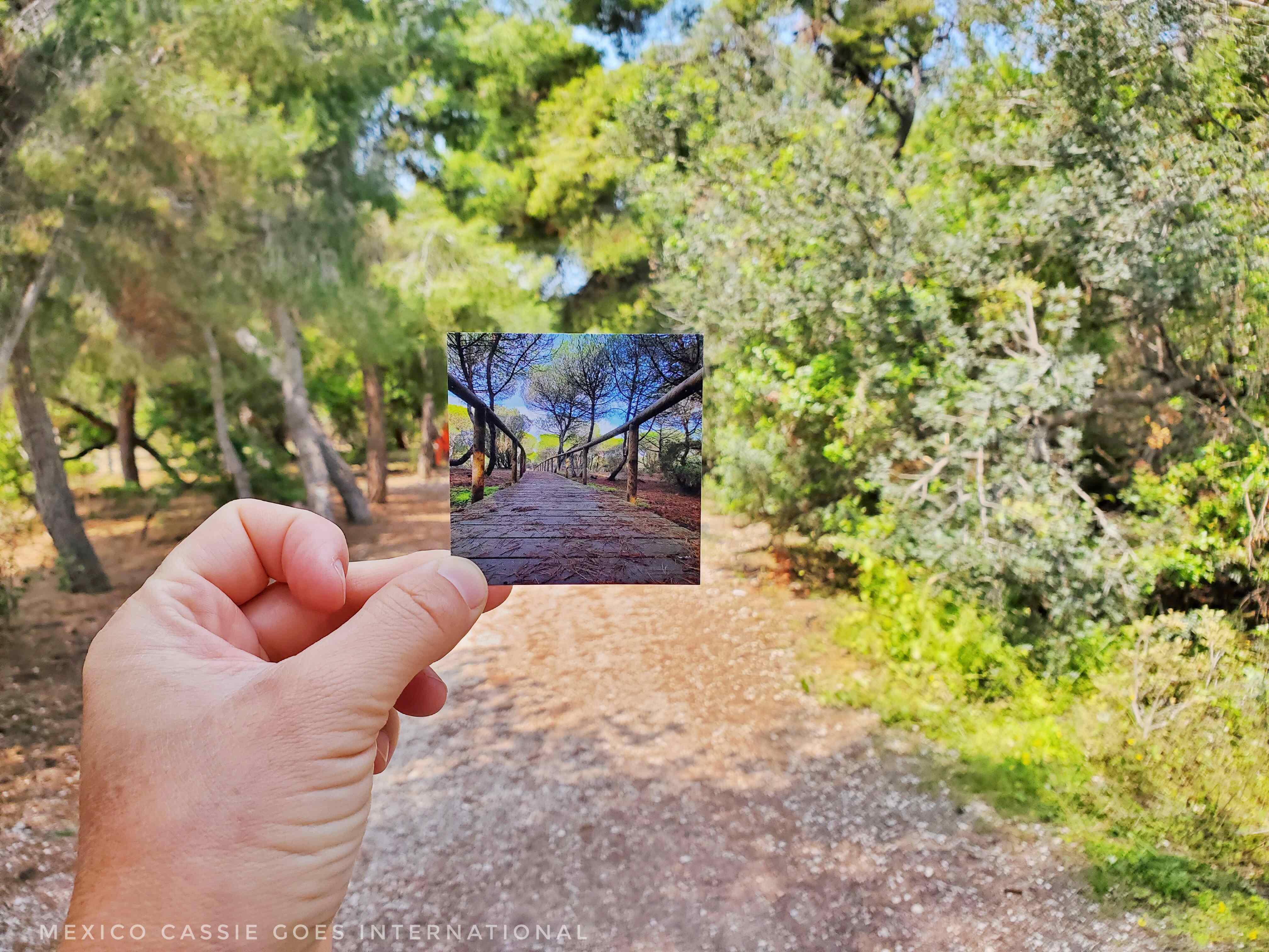 hand holding up square business card with photo of pine forest and wooden path. Background is pine forest and dirt path