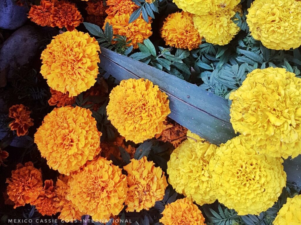 close up of orange and yellow cempasuchil flowers