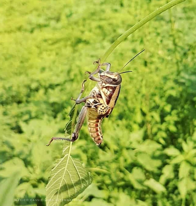 one grasshopper on a stalk of grass 