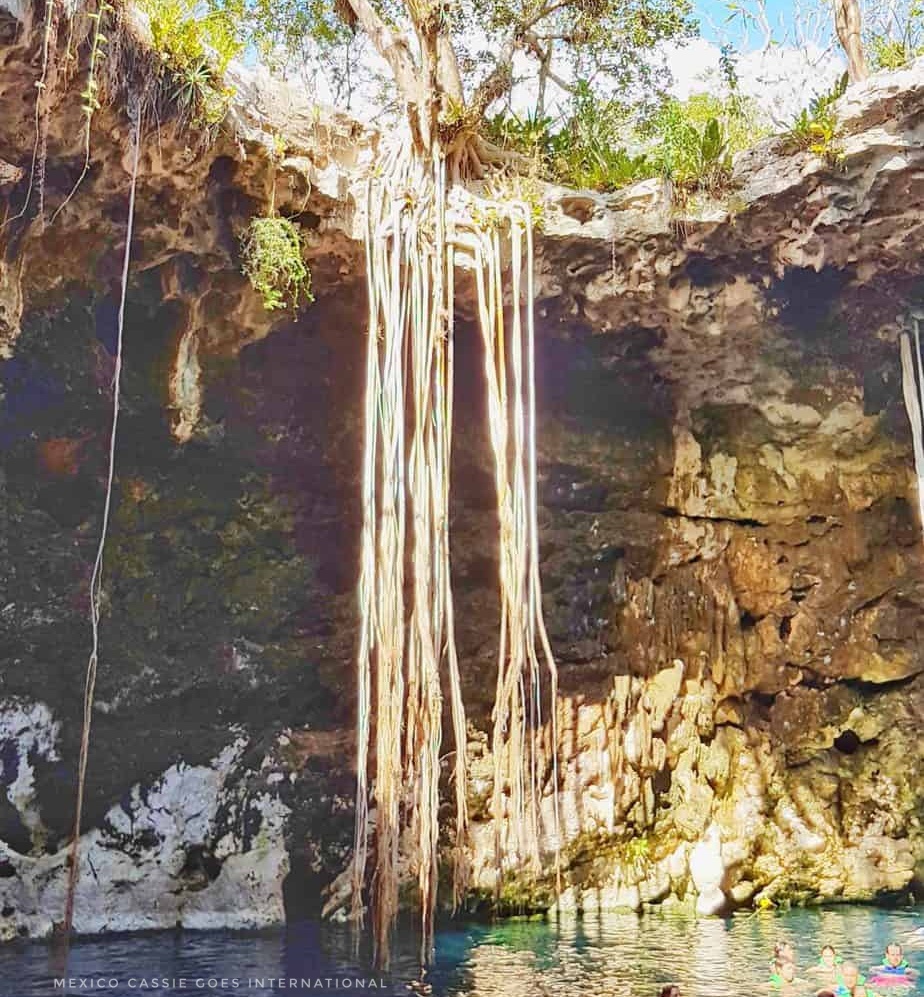 view of tree roots hanging down into a cenote